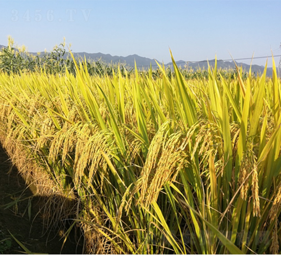 �V���z��3̖(h��o)-ˮ���N��-�V��