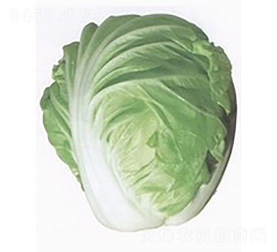 �����ײ�-�ײ˷N��-�V��