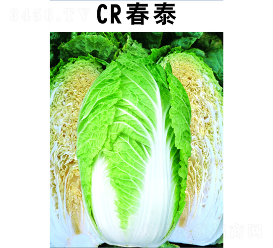 CR��̩��ײ�-�ײ˷N��-�V��