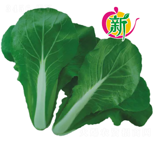 F1���~С�ײ�-С�ײ˷N��-�V��