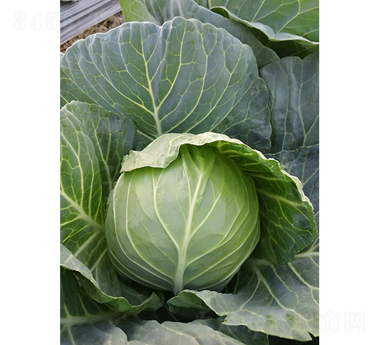 ����3̖(h��o)���{(l��n)-���{(l��n)�N��-�V��