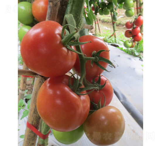 2̖����-���ѷN��-�V��