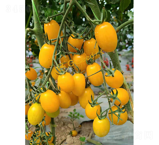 ���1105����-���ѷN��-�V��