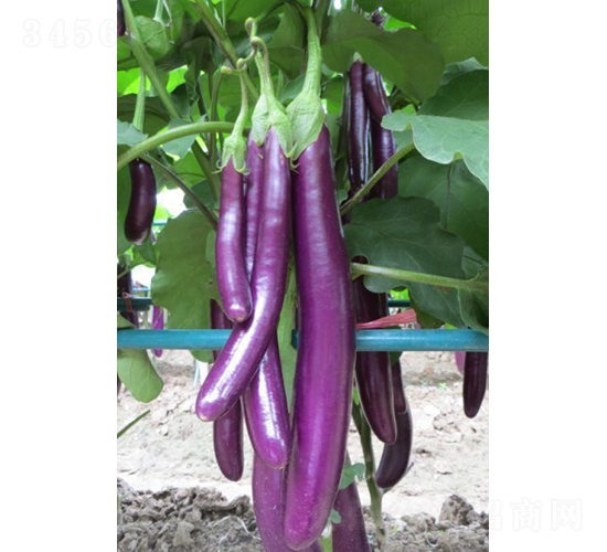 �f����������-���ӷN��-�V��