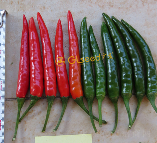 辣箭1號朝天椒-辣椒種子-廣良
