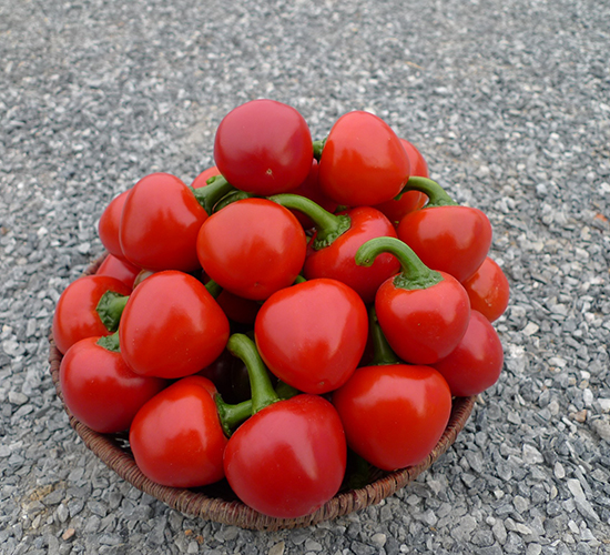 招財辣椒-辣椒種子-廣良