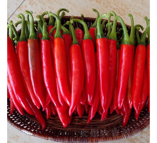 定紅-辣椒種子-廣良