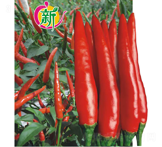 �V��3̖(h��o)���콷-�����N��-�V��