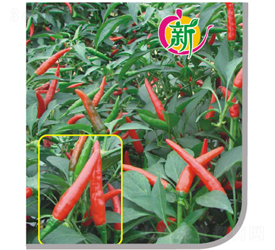 ����18̖����-�����N��-�V��