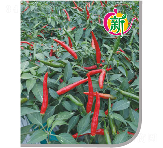 ����8̖���콷-�����N��-�V��