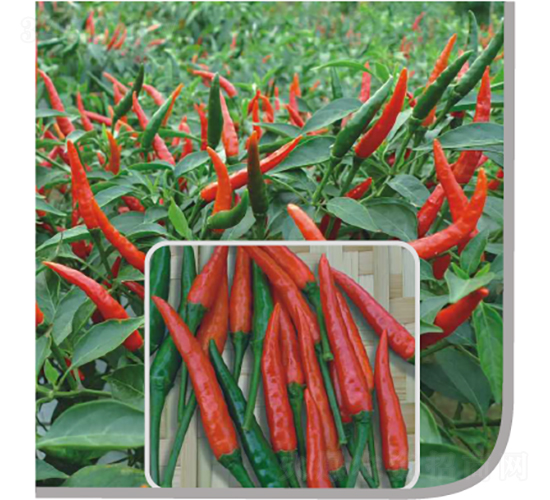 �t���_(d��)���콷-�����N��-�V��