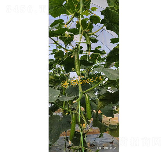 廣良74號水果黃瓜-黃瓜種子-廣良
