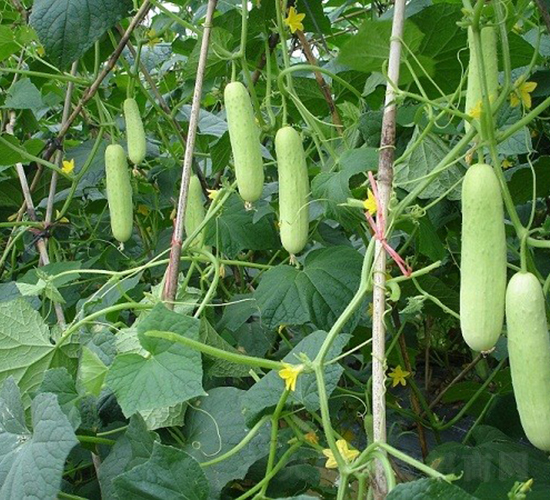 �V��5̖ˮ���S��-�S�ϷN��-�V��