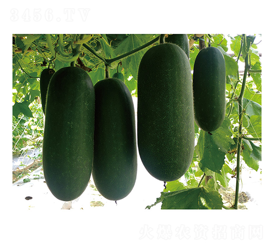 С�ƶ���-���ϷN��-�V��