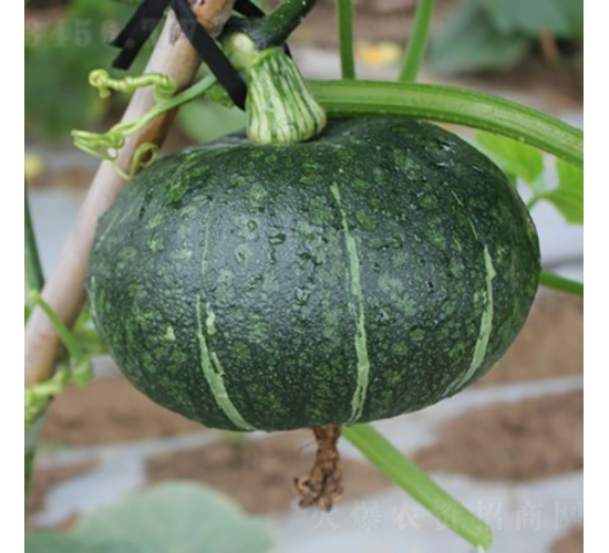 ��(y��u)���2̖�Ϲ�-�ϹϷN��-�V��