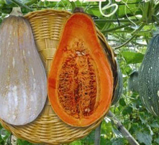 ����(j��)ī��799�Ϲ�-�ϹϷN��-�V��