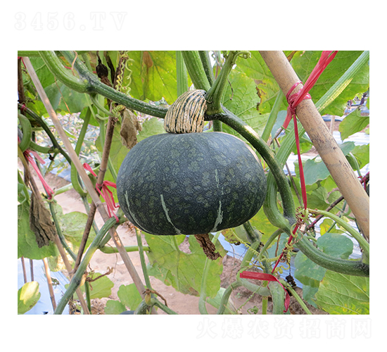 �����Ϲ�-�ϹϷN��-�V��