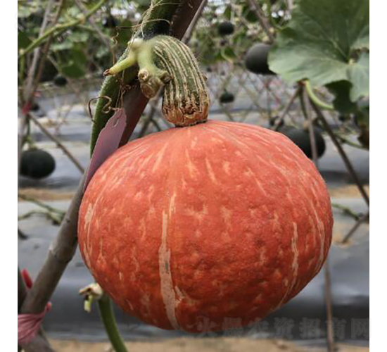 紅寶貝1號(hào)-南瓜種子-廣良