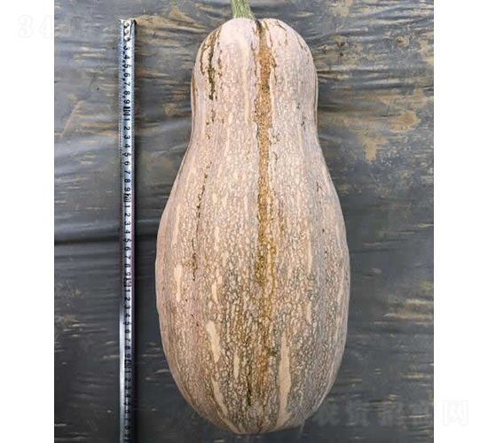 �۱�9̖�Ϲ�-�ϹϷN��-�V��