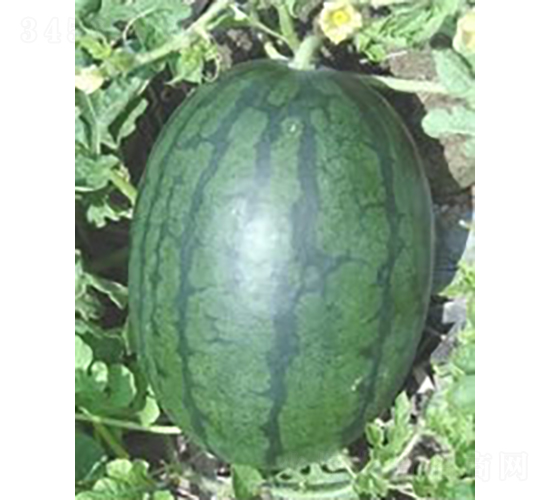 黑美鈴西瓜-西瓜種子-廣良