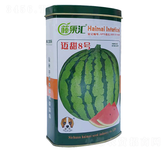 邁甜8號-西瓜種子-藤果匯-海邁國際