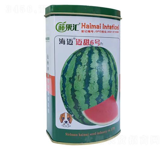 邁甜6號-西瓜種子-藤果匯-海邁國際