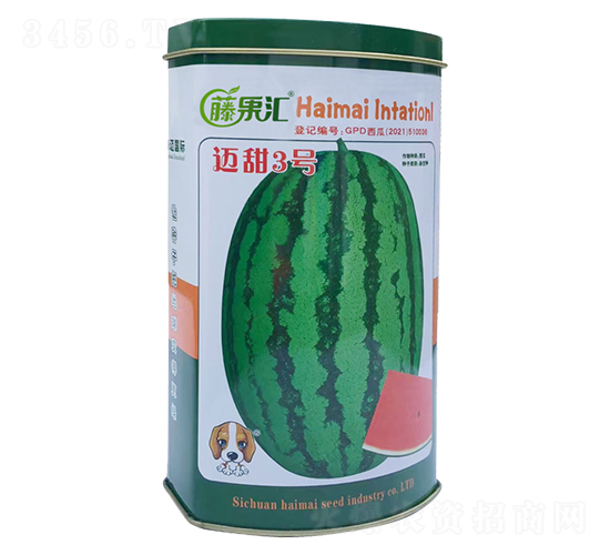 邁甜3號-西瓜種子-藤果匯-海邁國際