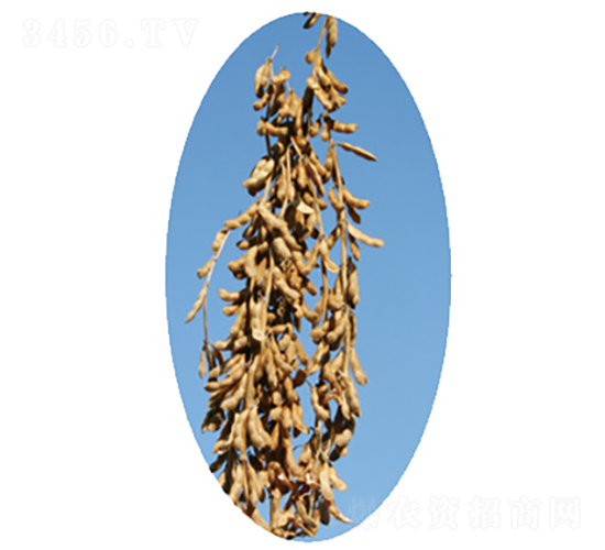 龍科豆1號-大豆種子-龍生種業(yè)