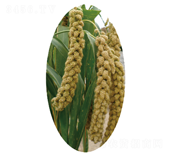 晉谷41號(hào)-小米種子-龍生種業(yè)