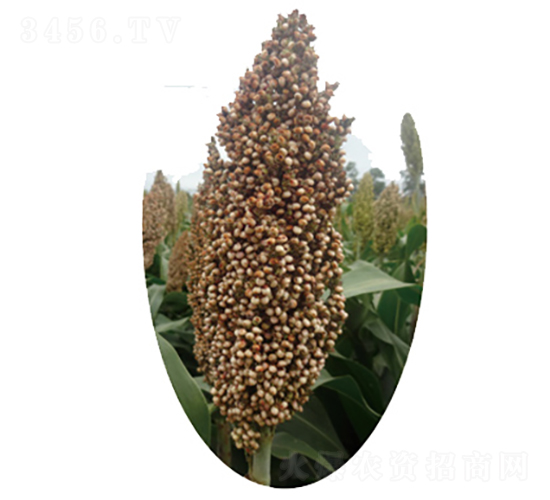 �x�s103̖-�����N��-�����N�I(y��)