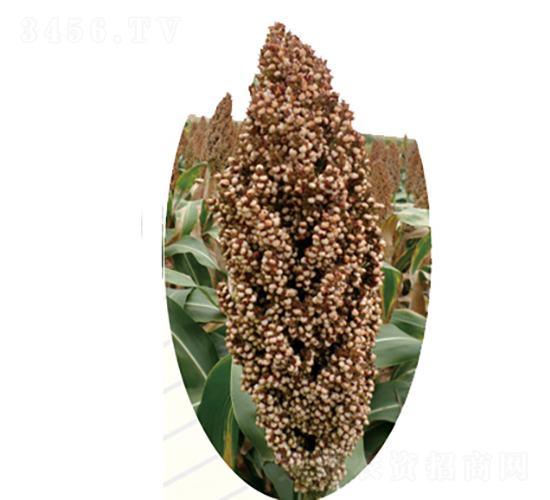 晉中405號(hào)-高粱種子-龍生種業(yè)