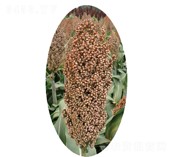 晉雜15號(hào)-高粱種子-龍生種業(yè)