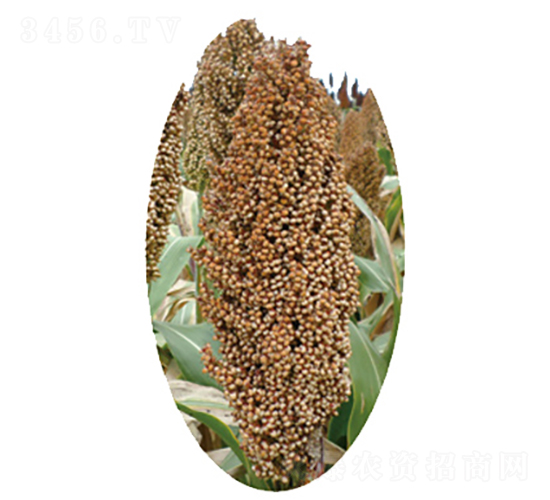 �x�s23̖(h��o)-�����N��-�����N�I(y��)