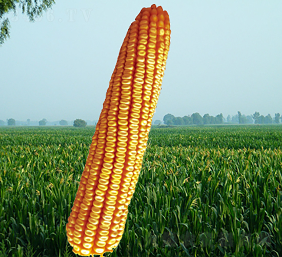 ����9̖(h��o)-���׷N��-�����N�I(y��)