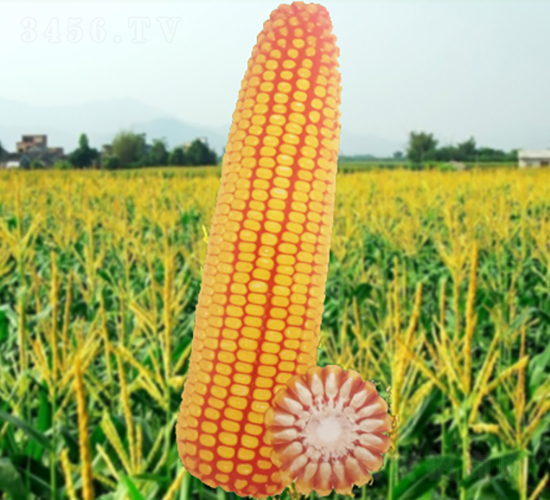 龍生16號(hào)-玉米種子-龍生種業(yè)