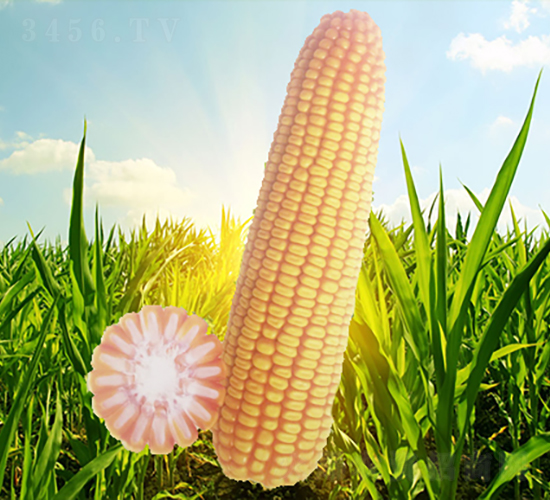 �x��76̖(h��o)-���׷N��-�����N�I(y��)