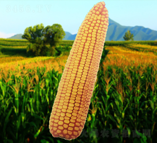 ����203-���׷N��-�����N�I(y��)