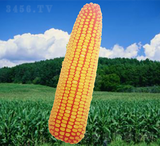 龍生668-玉米種子-龍生種業(yè)