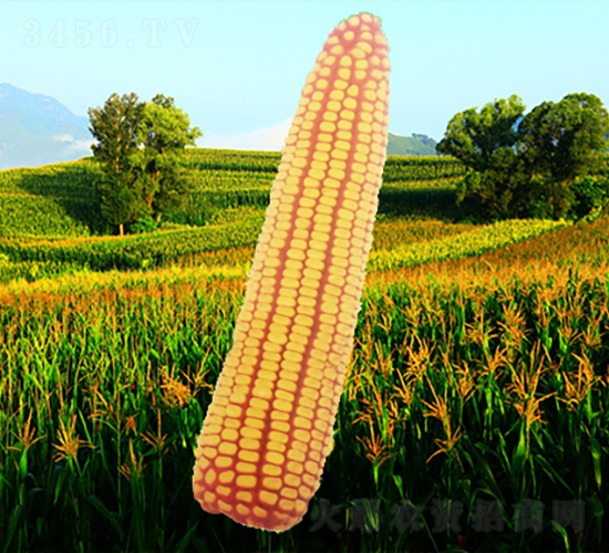 章玉10號-玉米種子-龍生種業(yè)