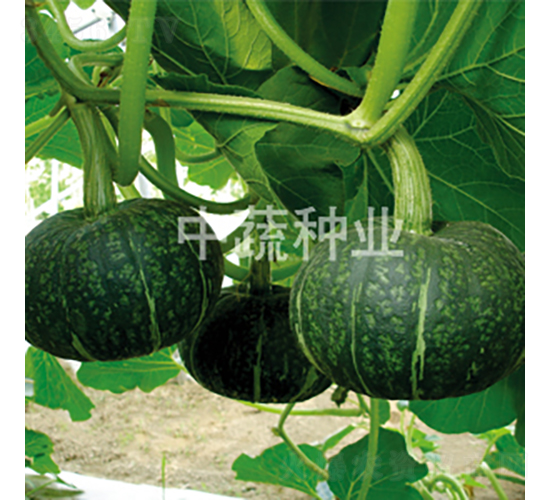 ����3̖(h��o)�Ϲ�-�ϹϷN��-���߷N�I(y��)