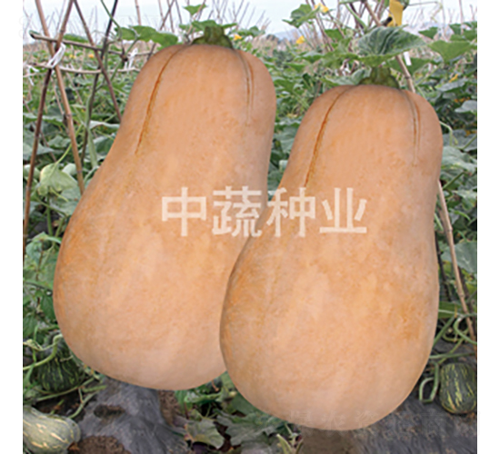 ����2̖�Ϲ�-�ϹϷN��-���߷N�I(y��)