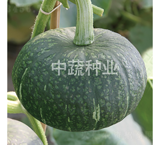 ����6̖(h��o)�Ϲ�-�ϹϷN��-���߷N�I(y��)