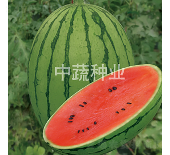 美秀-西瓜種子-中蔬種業(yè)