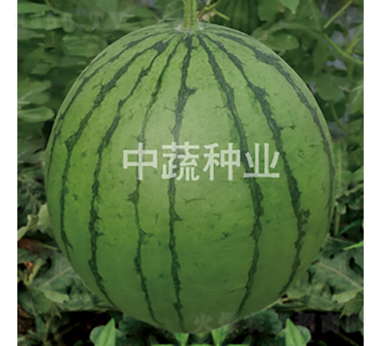 香秀-西瓜種子-中蔬種業(yè)