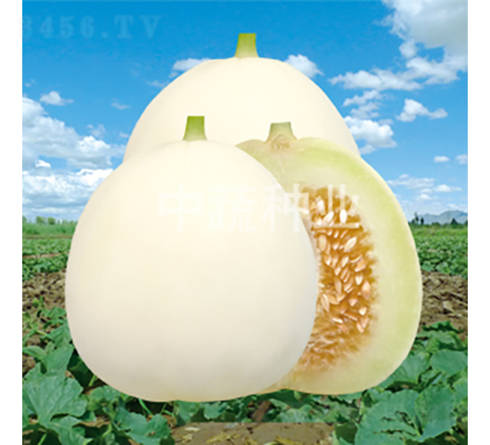 白蜜21-甜瓜種子-中蔬種業(yè)