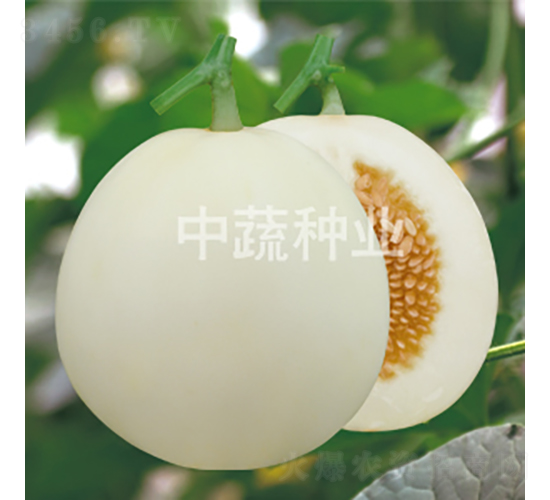 白蜜25-甜瓜種子-中蔬種業(yè)