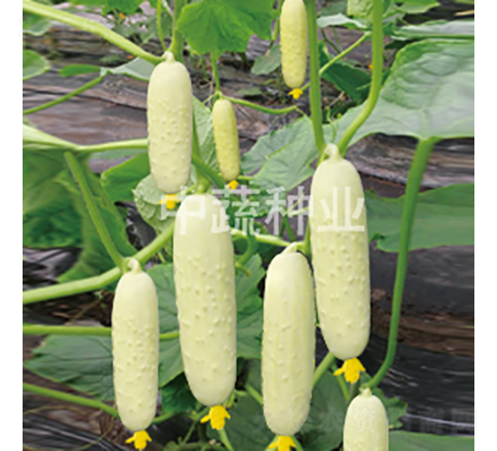 中農(nóng)脆玉1號(hào)-黃瓜種子-中蔬種業(yè)
