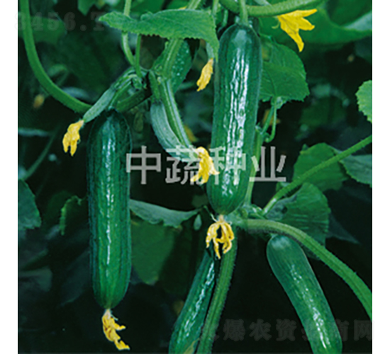 中農(nóng)19號-黃瓜種子-中蔬種業(yè)
