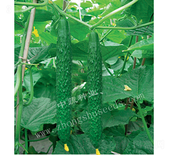 中農(nóng)12號-黃瓜種子-中蔬種業(yè)