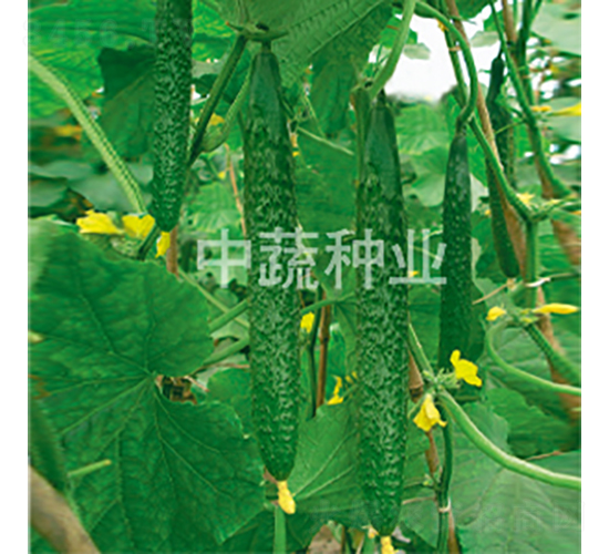 中農(nóng)26號(hào)-黃瓜種子-中蔬種業(yè)